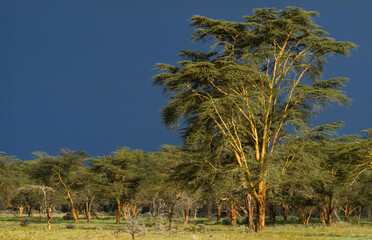 Acacia, Arbre à fièvre, Vachellia xanthophloea, Acacia xanthophloea, Parc national de Nakuru, Kenya