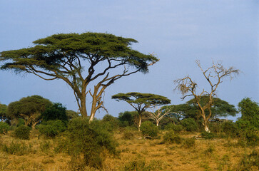 Acacia,  Acacia mellifera, Kenya