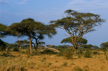 Fototapeta na wymiar Acacia, Acacia mellifera, Kenya