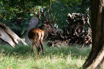 Cerf élaphe, cervus elaphus