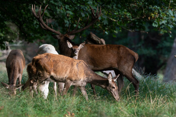 Cerf élaphe, biche , cervus elaphus