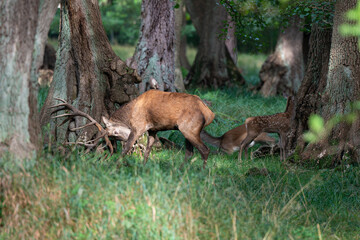 Cerf élaphe, cerf , cervus elaphus