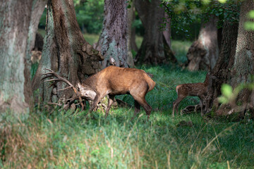 Cerf élaphe, cerf , cervus elaphus
