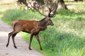 Cerf élaphe, cerf , cervus elaphus