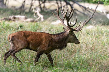 Cerf élaphe, cerf , cervus elaphus
