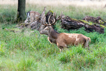 Cerf élaphe, cerf , cervus elaphus