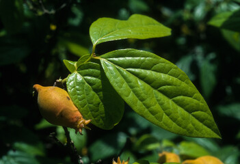 Chimonanthe odorant, Chimonanthus praecox