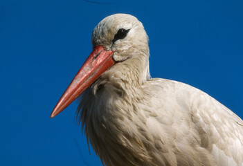 Cigogne blanche, .Ciconia ciconia, White Stork