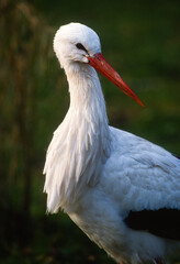 Cigogne blanche, .Ciconia ciconia, White Stork