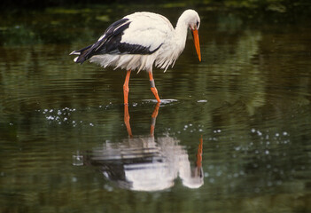 Cigogne blanche, .Ciconia ciconia, White Stork