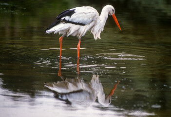 Cigogne blanche, .Ciconia ciconia, White Stork
