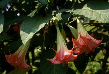 Datura, Brugmansia versicolor