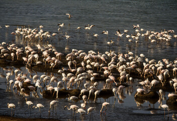 Flamant nain,. Phoeniconaias minor, Lesser Flamingo, Nids,  Parc national, Lac Bogoria, Kenya