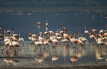 Fototapeta premium Flamant nain,. Phoeniconaias minor, Lesser Flamingo, Nids, Parc national, Lac Bogoria, Kenya