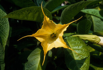 Datura, Brugmansia candida , Datura x 'Grand Marnier'