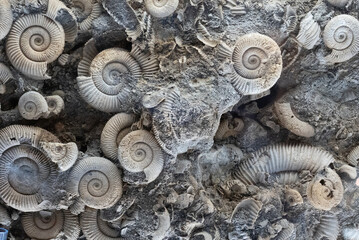 Ancient marine life animal fossils - obrazy, fototapety, plakaty