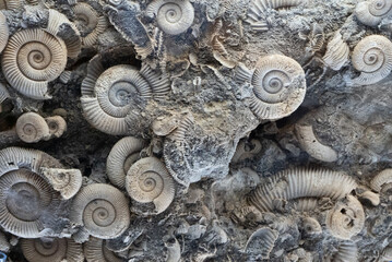 Ancient marine life animal fossils