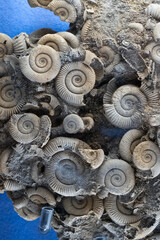 Ancient marine life animal fossils © travelers.high