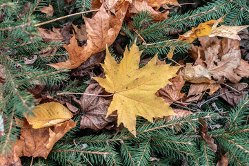 Yellow autumn maple leaf on a background of fallen leaves and young spruce branches. The concept of autumn, falling leaves