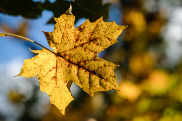 Feuille d'automne