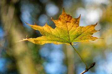 Feuille d'automne