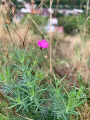 flowers in the grass