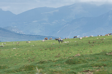 Pâturage pyrénéen 