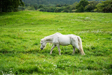 Obraz na płótnie Canvas 長野県戸隠牧場の放牧された白馬