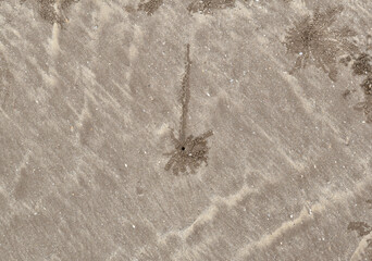 Beach sand impressions