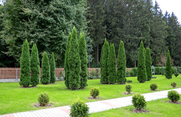 Thuja trees in the backyard against the background of the forest.