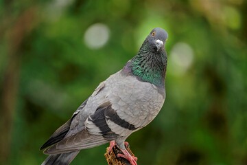 pigeon on a branch looking at the camera