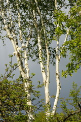 Birken im Frühling mit sehr weißen Stämmen