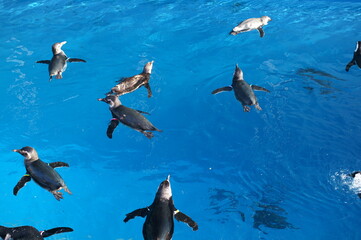 Obraz premium Penguins swimming like flying in the pool