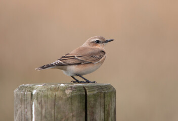 Wheatear