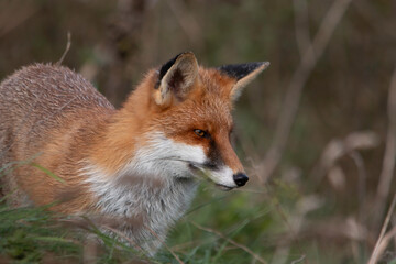 Fox
