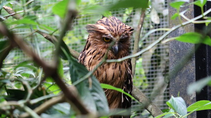 owl