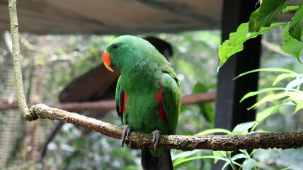green winged macaw
