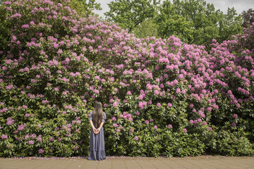 Girl in classic blue dress standing in front of rhododendron bush  flowers in the garden