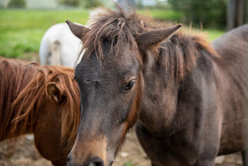 Fototapeta premium 長野県戸隠牧場の放牧された馬