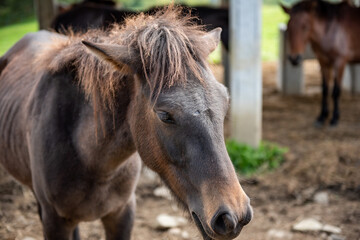 Fototapeta premium 長野県戸隠牧場の放牧された馬