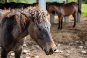 長野県戸隠牧場の放牧された馬