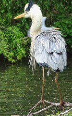 great blue heron