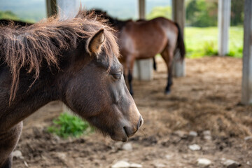 Fototapeta premium 長野県戸隠牧場の放牧された馬