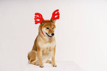 New year and christmas concept with dog wearing red deer antlers headband on solid light background