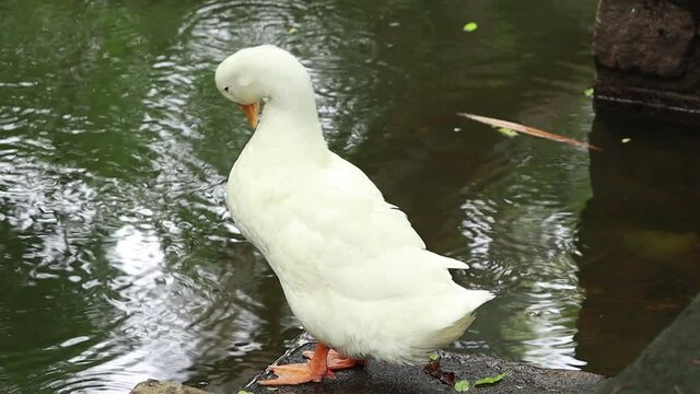 One of the white ducks stands near the water and its actions are beautiful