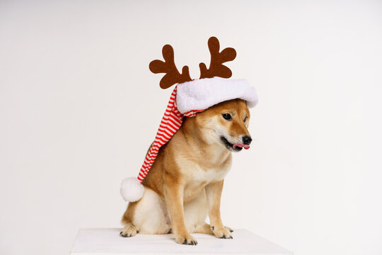 New year and christmas concept with dog wearing red deer antlers headband on solid light background