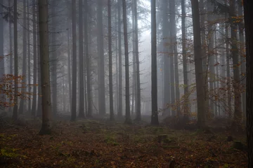 Fototapeten Im Nebelwald © Reiner Ugele