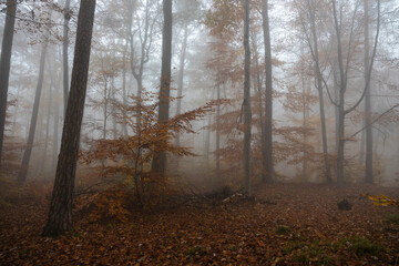 Wald im Herbst mit Nebel