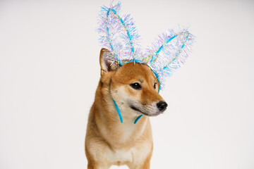 Portrait of cute ginger dog on white background with blue christmas bunny ears. Dog dressed as a rabbit. New year's bandage from bunny ears on the head of a thoroughbred dog.