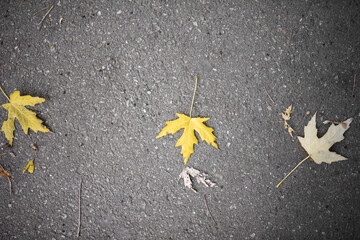 autumn leaf on the road